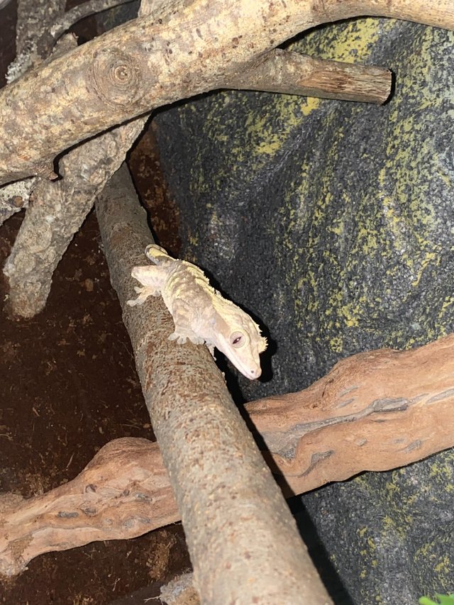 Preview of the first image of Male Crested Gecko (Cream Colour).