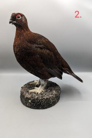 Image 7 of Taxidermy, Antique Collectables, Taxidermy Mounts,