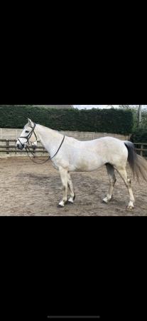 Image 2 of Amazing Connie x tb for loan to stay at current yard