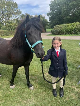 Image 1 of Pony 7 year old gelding for sale