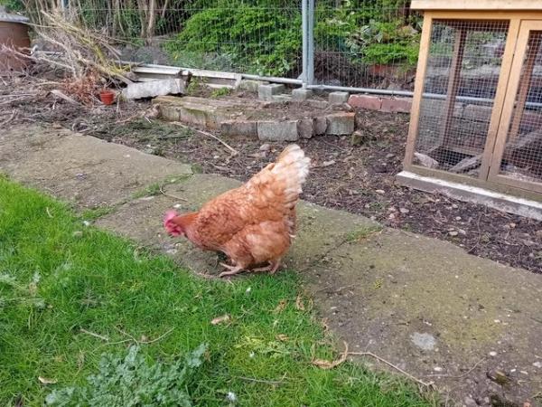 Image 1 of Hen for sale , a few years old don't know specific age