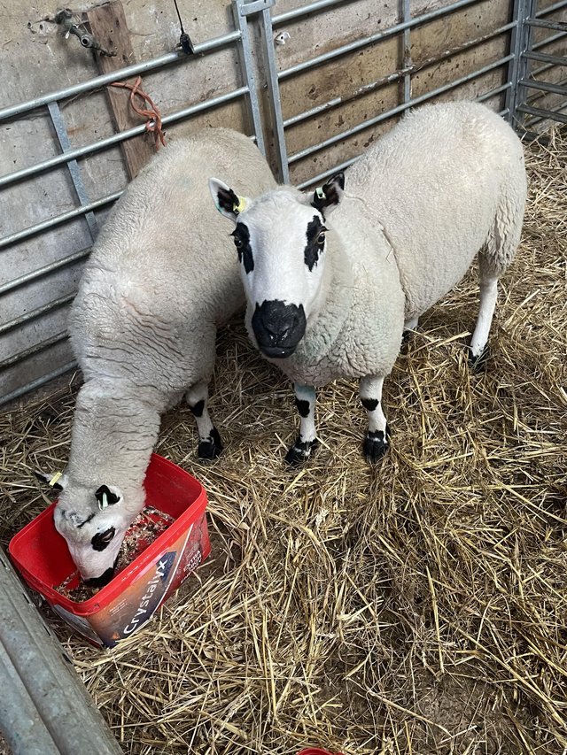 Preview of the first image of Two pure Kerry hill rams.