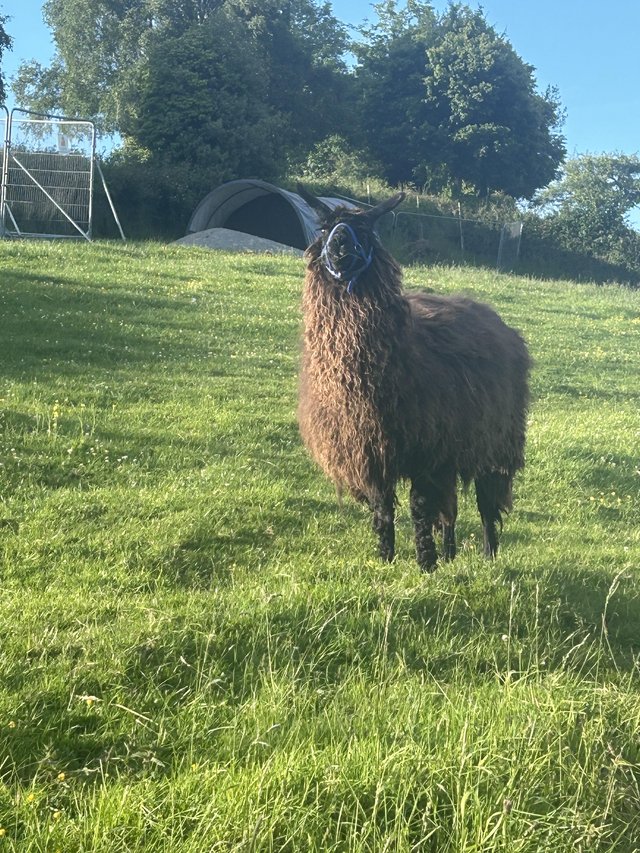 Preview of the first image of Gorgeous female llama 7 years old.