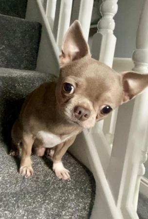Image 3 of Chihuahua puppy ready now
