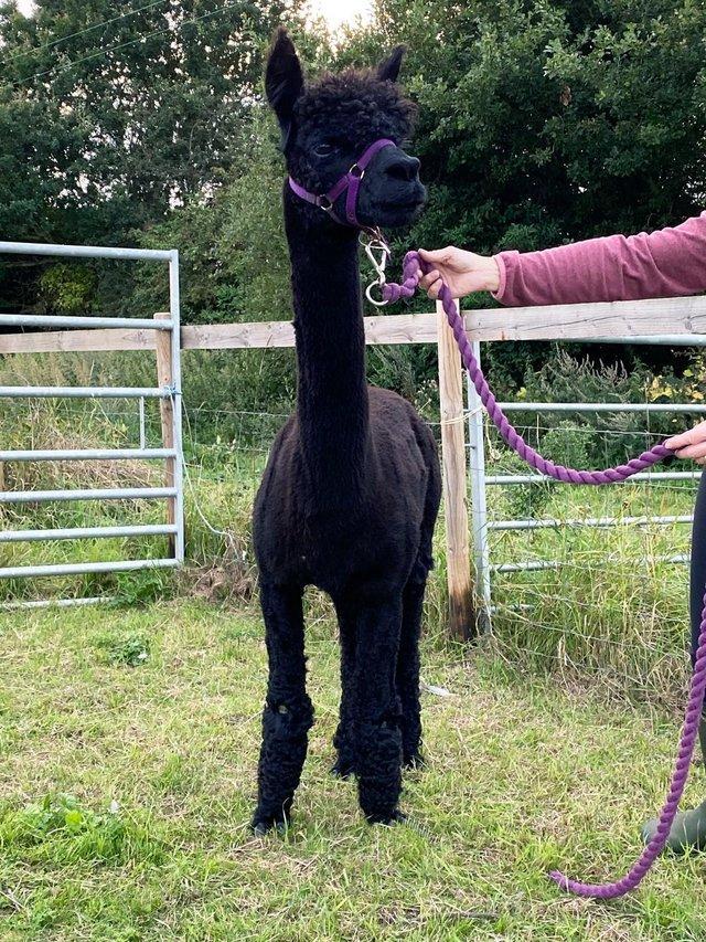 Preview of the first image of ALPACA PROVEN BAS REGISTERED MALE- INCA LINES.