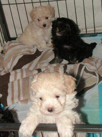 Image 28 of Tiny phantom HEALTH tested poodle for STUD ONLY