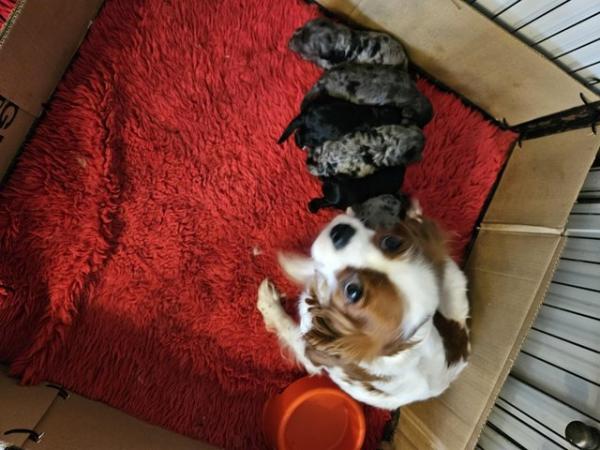 Image 2 of Merle cavapoo puppies READY NOW