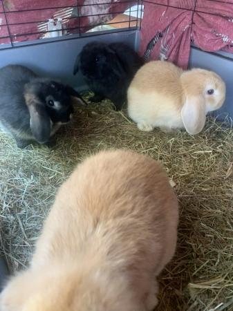 Image 2 of MINI LOPS RABBITS FOR SALE