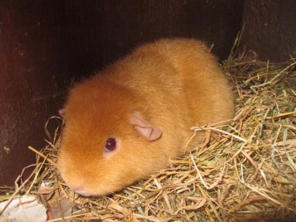 Image 2 of Rex Guinea Pigs boys Ready now for a new home