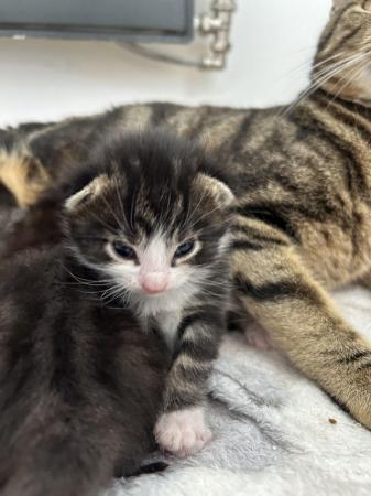 Image 1 of 2 kittens left 1 male 1 female