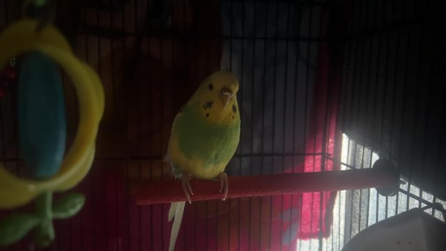 Image 5 of couple months old. female budgie