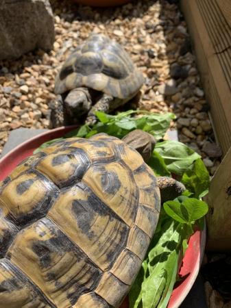 Image 1 of Hermann and Horsfield tortoises for sale