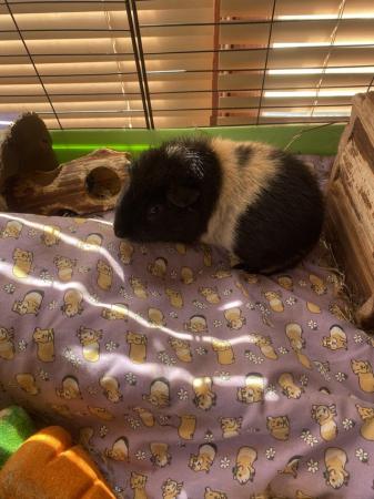 Image 5 of Teddy guinea pigs and cage