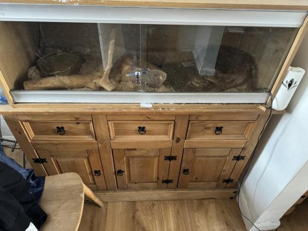 Image 1 of Female boa constrictor and vivarium for sale