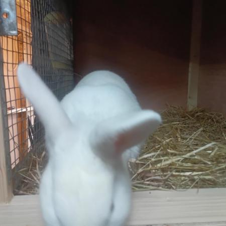 Image 1 of Male bunny rabbit for sale