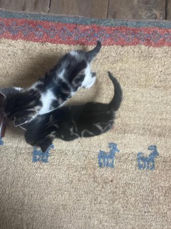 Image 5 of *two beautiful BOY kittens for sale, Tabby x British short*