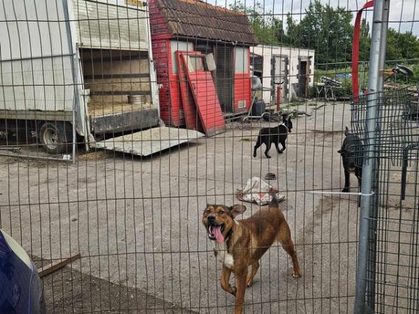 Image 4 of Bull breed x GSD guard dog type homes sought