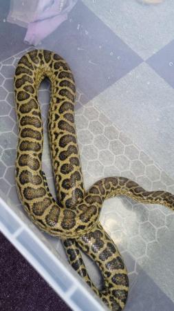 Image 2 of ??Yellow anaconda for sale:)??