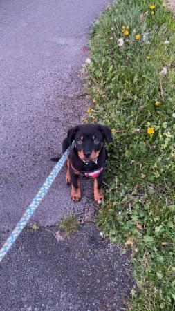 Image 10 of Rottweiler pup looking for her forever home