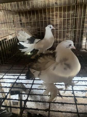 Image 2 of 3 Indian Fantail Pigeons 2024 hatched