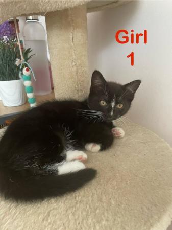 Image 20 of Kittens Looking for a Lovely Family