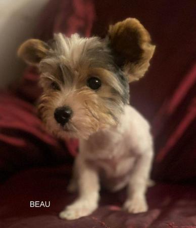 Image 6 of Biewer Yorkshire Terrier Puppies for sale