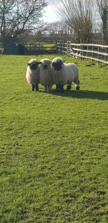 Image 2 of FEMALE VALAIS BLACKNOSE GIMMERS