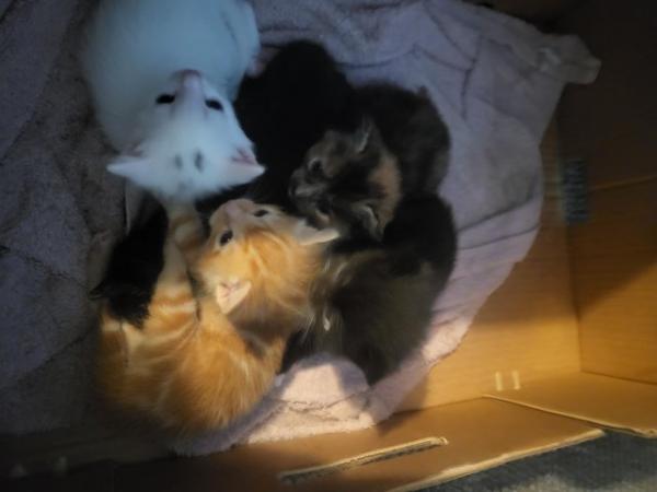 Image 5 of 2 litters available,5 kittens for sale ready june 6 kittens