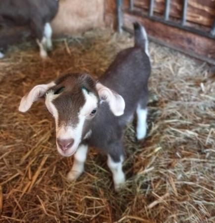 Image 3 of Pedigree female toggenburg goat kids