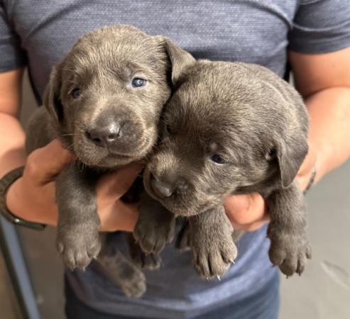 Image 14 of Stunning - Silver & Charcoal Labrador Pups