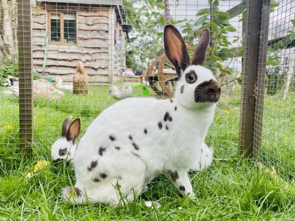 Image 7 of English spot rabbits - chocolate