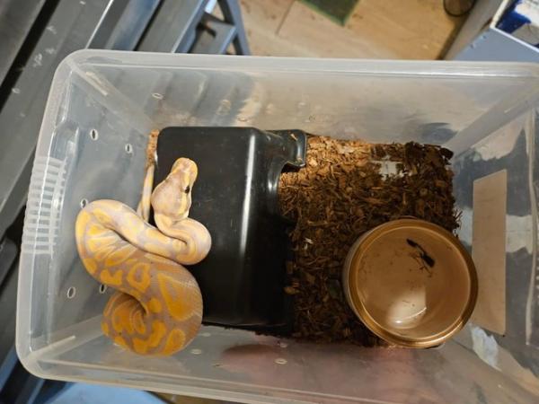 Image 9 of 9 snakes for sale - sold separately