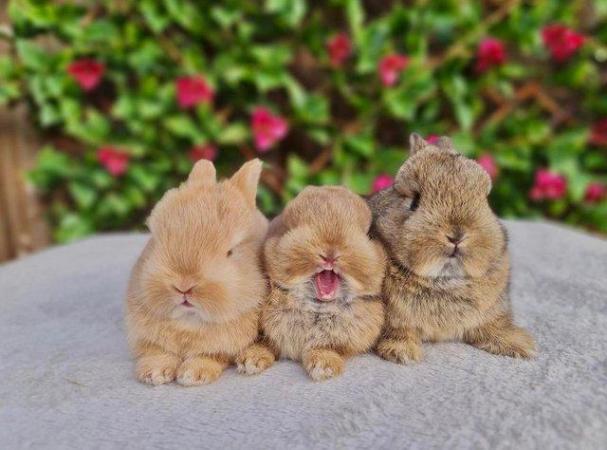 Image 2 of Netherland Dwarf Bunnies for Sale.
