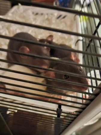 Image 5 of 6 month old duo male rats