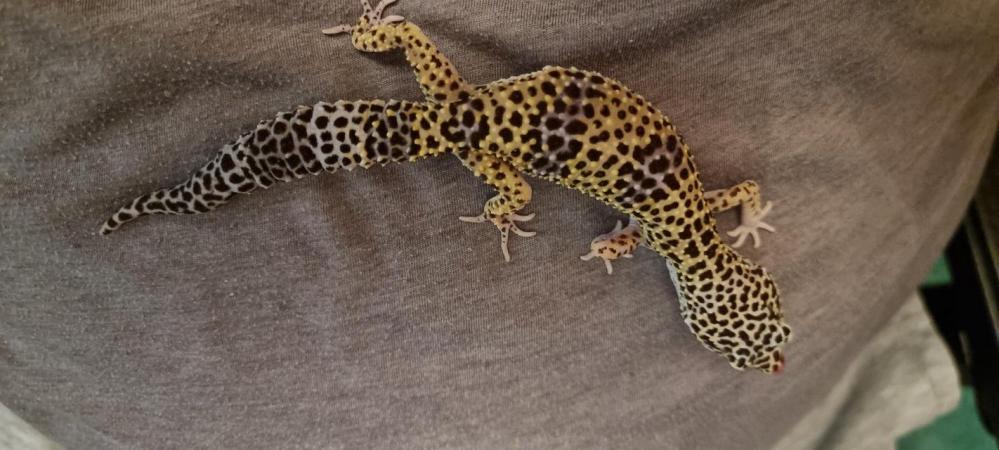Image 4 of 7x2022 Adult Leopard Geckos £50 each unless stated otherwise