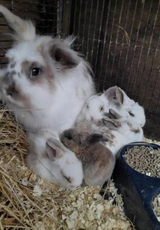 Image 7 of Lionhead with mini lop, 9 weeks old beautiful friendly baby