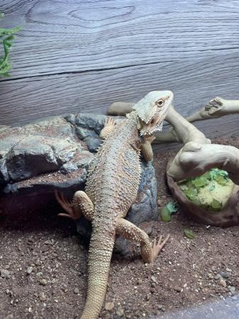 Image 1 of Red hypo bearded dragon under 6 months old and modern vivari