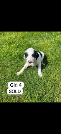 Image 11 of Saluki puppies for sale