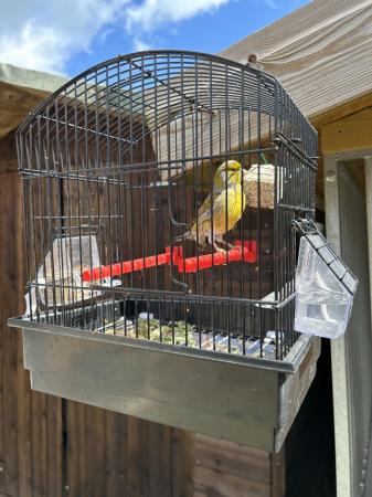Image 3 of Fife Canary male for sale