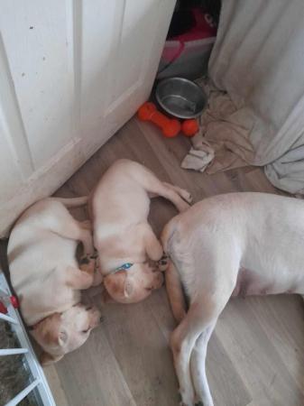 Image 4 of 1 Labrador puppie left for sale