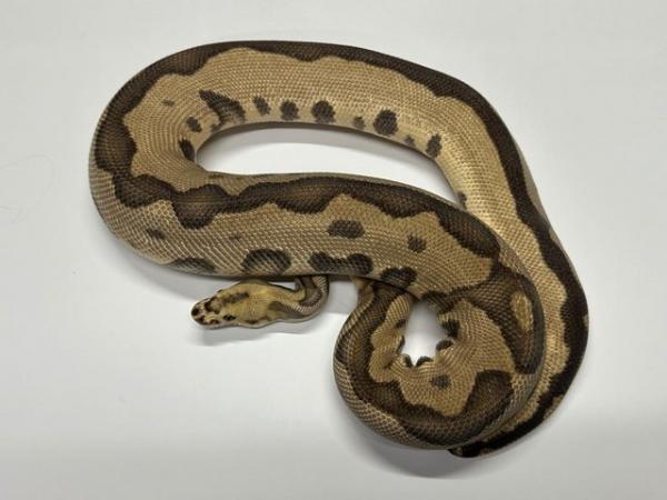 Image 2 of Ball Python Adult Males