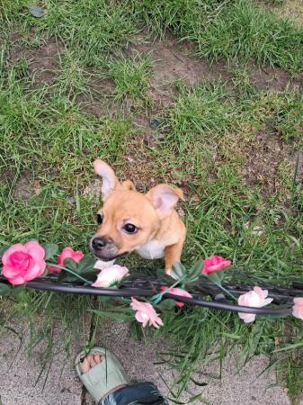 Image 15 of Sweet playful chihuahua puppy Manchester