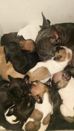 Image 4 of KC registered Beautiful french bulldog pups *UPDATED PICS*