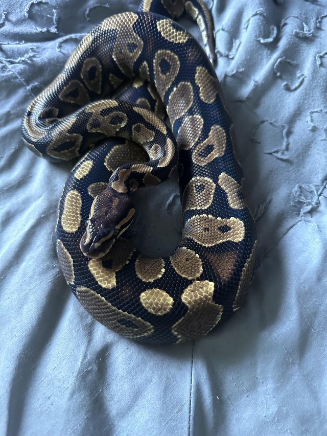Preview of the first image of Ball python (female) for sale.