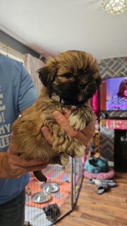 Image 12 of Lhasa apso puppies for sale
