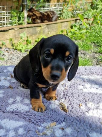 Image 9 of ONLY 2 GIRL DACHSHUND PUPPIES LEFT!!!!