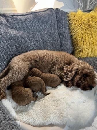 Image 2 of Cavapoo puppies stunning fox red babies available 5 april