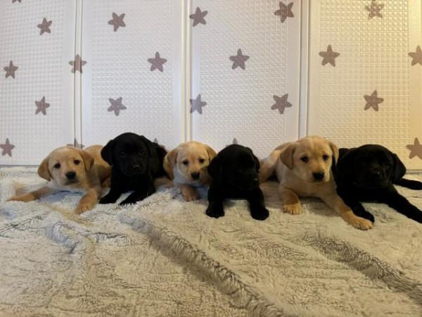 Image 4 of !!READY NOW!! KC Labrador puppies