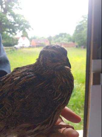 Image 2 of Quails - 4 Month old Japanese & italian quails for sale
