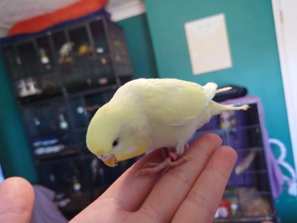 Image 7 of Hand reared silly tame baby budgie for sale